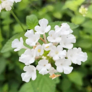 Trailing White Lantana Live Plants (2-Pack) - 5-9