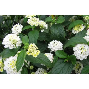 Trailing White Lantana Live Plants (2-Pack) - 5-9
