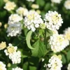 Trailing White Lantana Live Plants (2-Pack) - 5-9" Tall Weeping Montevidensis Groundcover - Image 1