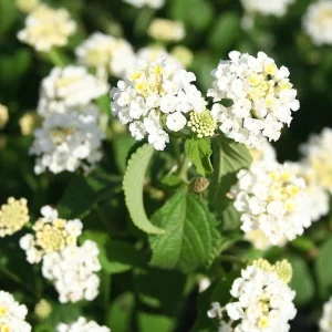 Trailing White Lantana Live Plants (2-Pack) - 5-9" Tall Weeping Montevidensis Groundcover - Image 1