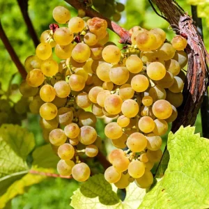 Traminette Grape Vine Live Plant - 4 Pack, 5-9 Inches Tall - Cold Hardy Fruit Vine - Image 2