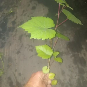 Traminette Grape Vine Live Plant - 4 Pack, 5-9 Inches Tall - Cold Hardy Fruit Vine - Image 4