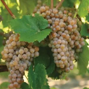 Traminette Grape Vine Live Plant - 4 Pack, 5-9 Inches Tall - Cold Hardy Fruit Vine - Image 5
