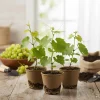 Traminette Grape Vine Live Plant - 4 Pack, 5-9 Inches Tall - Cold Hardy Fruit Vine - Image 1