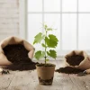 Traminette Grape Vine Live Plant – 5-9 Inches Tall – Cold-Hardy Outdoor - Image 1