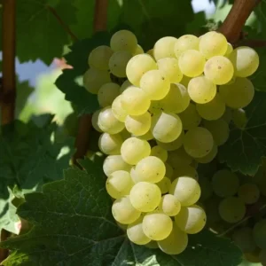 Traminette Grape Vine Live Plant – 5-9 Inches Tall – Cold-Hardy Outdoor - Image 3