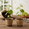 Traminette Grape Vine Live Plant – Pack of 2, 5-9 Inches Tall – Cold-Hardy Hybrid for Home Vineyards - Image 1
