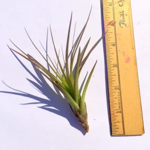 Tri-Color Air Plant – Tillandsia Ionantha Live Plant – 12-16 inch – Indoor - Image 2