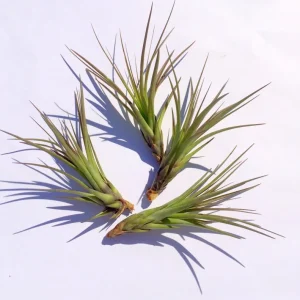 Tri-Color Air Plant – Tillandsia Ionantha Live Plant – 12-16 inch – Indoor - Image 3
