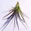 Tri-Color Air Plant – Tillandsia Ionantha Live Plant – 12-16 inch – Indoor - Image 1