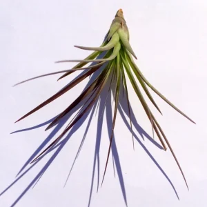Tri-Color Air Plant – Tillandsia Ionantha Live Plant – 12-16 inch – Indoor - Image 1