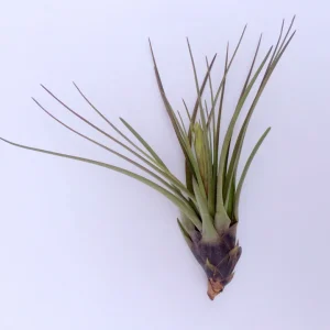 Tri-Color Air Plant – Tillandsia Ionantha Live Plant – 12-16 inch – Indoor - Image 4