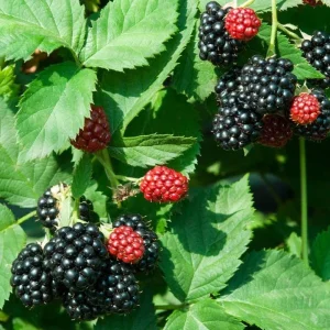 Triple Crown Blackberry Live Plant - 3-8" Tall - Thornless Rubus fruticosus - Image 2