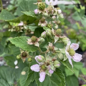 Triple Crown Blackberry Live Plant - 3-8