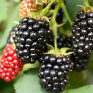 Triple Crown Blackberry Live Plant - 3-8