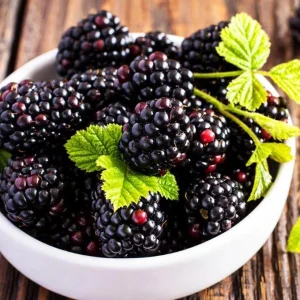 Triple Crown Blackberry Live Plant - 3-8