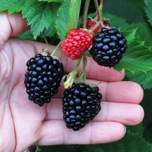 Triple Crown Blackberry Live Plant - 3-8" Tall - Thornless Rubus fruticosus - Image 1