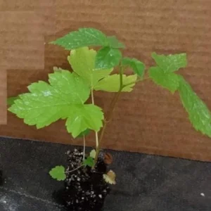 Triple Crown Blackberry Live Plant - 3-8