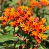 Tropical Milkweed Live Plant – 4 inch Pot – Outdoor Butterfly Host - Image 1