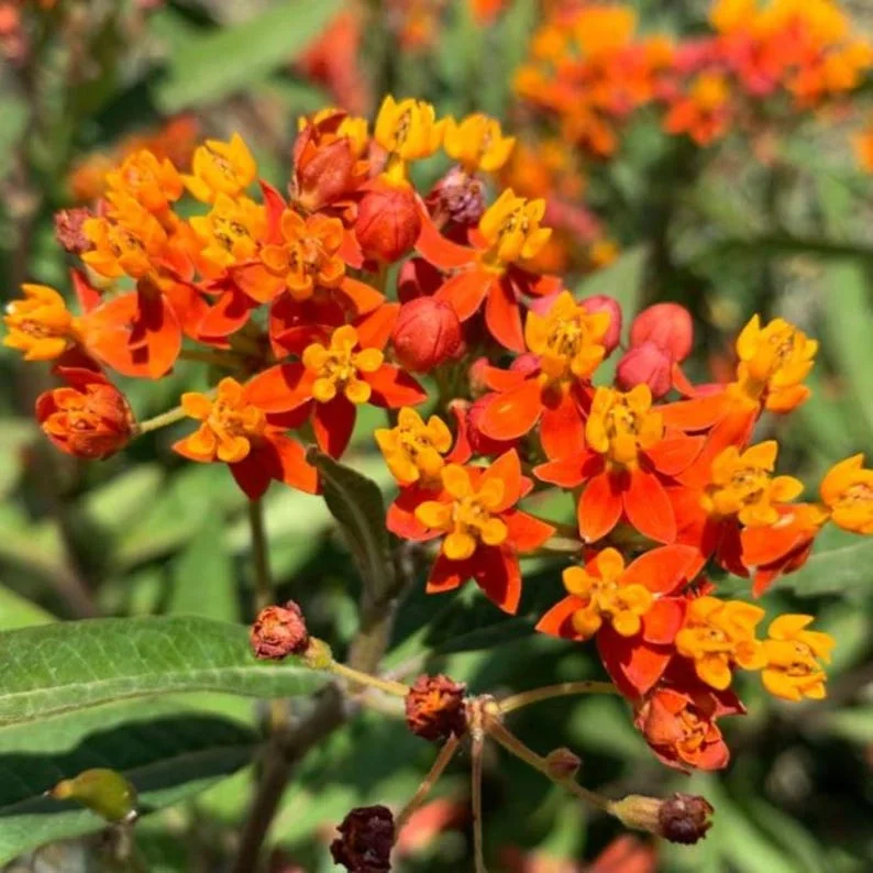Tropical Milkweed Live Plant – 4 inch Pot – Outdoor Butterfly Host - Image 1