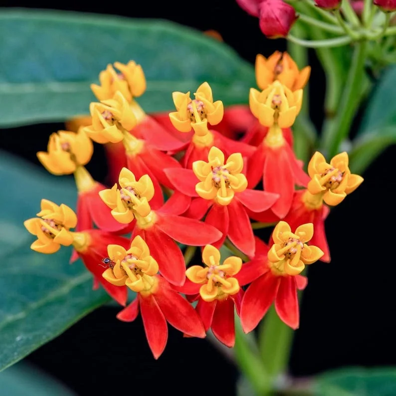 Tropical Milkweed Live Plant – 4 inch Pot – Outdoor Butterfly Host - Image 2
