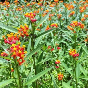 Tropical Milkweed Live Plant – 4 inch Pot – Outdoor Butterfly Host - Image 3
