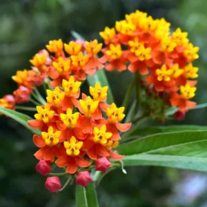 Tropical Milkweed Live Plant – 4 inch Pot – Outdoor Butterfly Host - Image 4