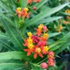 Tropical Milkweed Live Plant - Asclepias curassavica - 3-6" Tall - Pollinator Flower for Monarch Butterfly Garden - Image 1