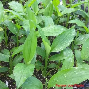 Turmeric Yellow Starter Plant 4 inch - Edible Culinary Herb - Fresh Organic - Image 1
