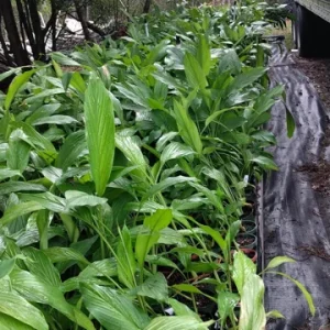 Turmeric Yellow Starter Plant 4 inch - Edible Culinary Herb - Fresh Organic - Image 2