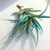Turquoise Air Plant Live Tillandsia – Succulent Terrarium Decor – 4-6 inches - Image 1