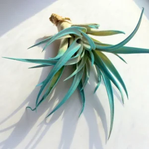 Turquoise Air Plant Live Tillandsia – Succulent Terrarium Decor – 4-6 inches - Image 1