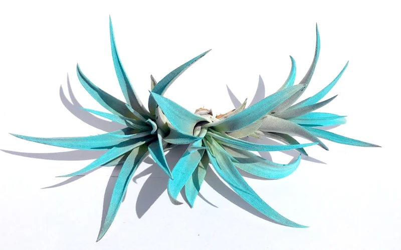 Turquoise Air Plant Mix 3 Tillandsia Live Plant Terrarium Decor 4-6 inches - Image 1