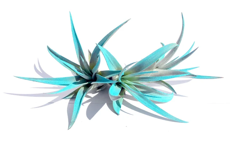 Turquoise Air Plant Mix 3 Tillandsia Live Plant Terrarium Decor 4-6 inches - Image 2