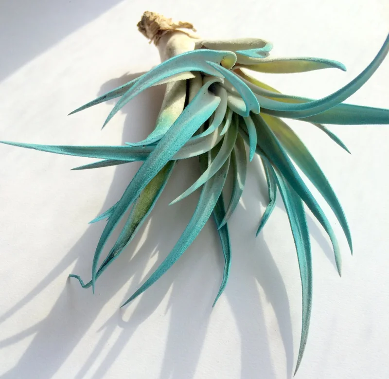 Turquoise Air Plant Mix 3 Tillandsia Live Plant Terrarium Decor 4-6 inches - Image 4