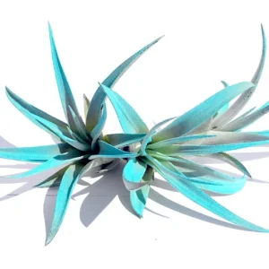 Turquoise Air Plant Mix Live Tillandsia Terrarium Decor Plant 4-6 inches - Image 2