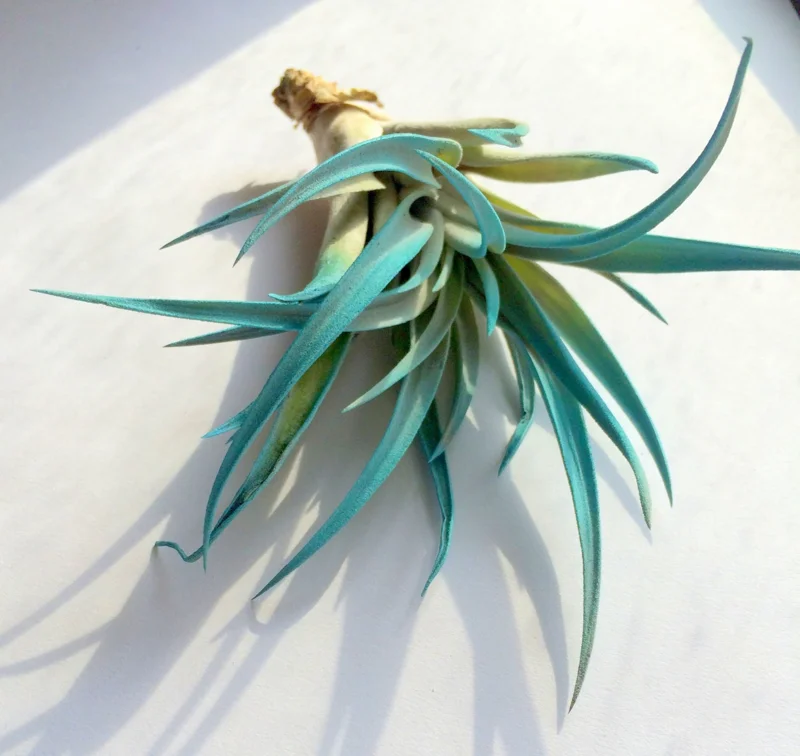 Turquoise Air Plant Mix Live Tillandsia Terrarium Decor Plant 4-6 inches - Image 3