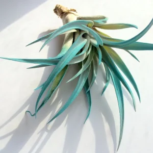 Turquoise Air Plant Mix Live Tillandsia Terrarium Decor Plant 4-6 inches - Image 4