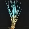 Turquoise Juncea Airplant - Tillandsia Terrarium Plant - Live Plant - 4-7 inch - Image 1