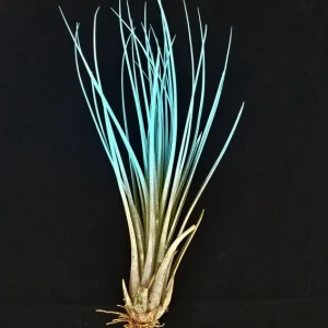 Turquoise Juncea Airplant - Tillandsia Terrarium Plant - Live Plant - 4-7 inch - Image 1