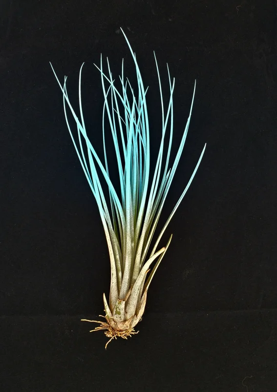 Turquoise Juncea Airplant - Tillandsia Terrarium Plant - Live Plant - 4-7 inch - Image 1