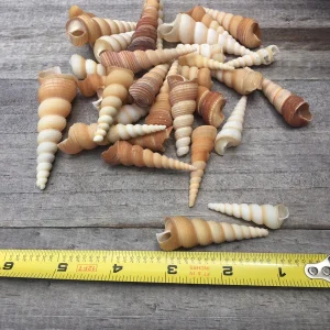 Turritella Seashells Assorted Sizes 1-3 inch – Natural Ocean Decor & Craft Shells - Image 3