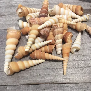 Turritella Seashells Unicorn Horn Shells, Assorted Sizes, Set of 15, 1-3 inch - Image 1
