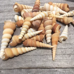 Turritella Seashells Unicorn Horn Shells, Assorted Sizes, Set of 15, 1-3 inch - Image 2