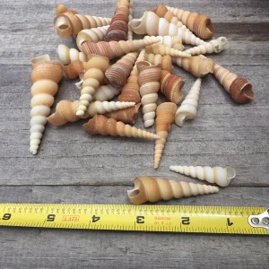 Turritella Seashells Unicorn Horn Shells, Assorted Sizes, Set of 15, 1-3 inch - Image 3