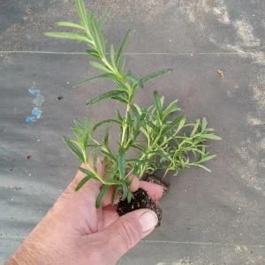 Tuscan Blue Rosemary Live Plants - Pack of 3, 5-8 Inches Tall - Culinary Herb - Image 2