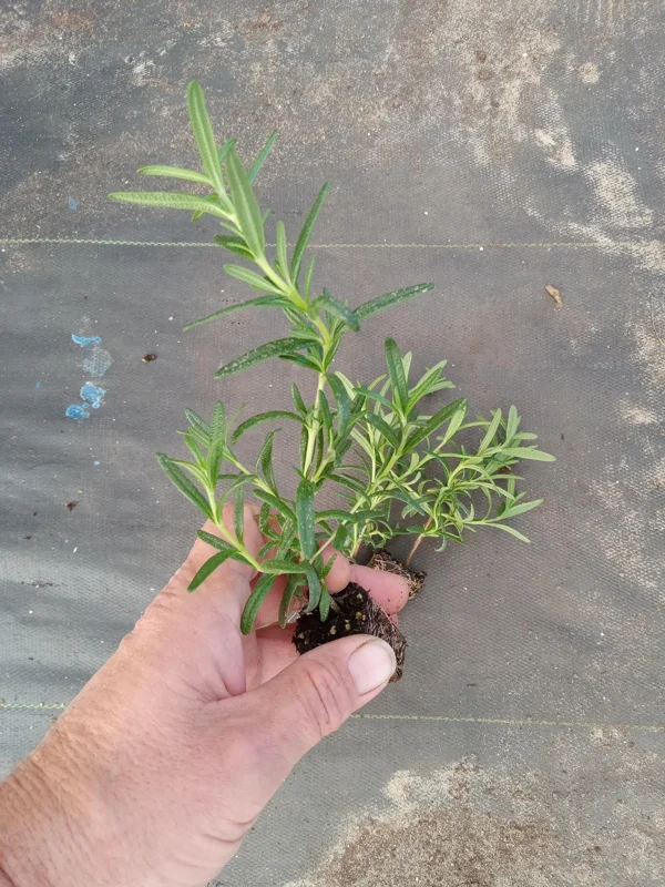 Tuscan Blue Rosemary Live Plants - Pack of 3, 5-8 Inches Tall - Culinary Herb - Image 2