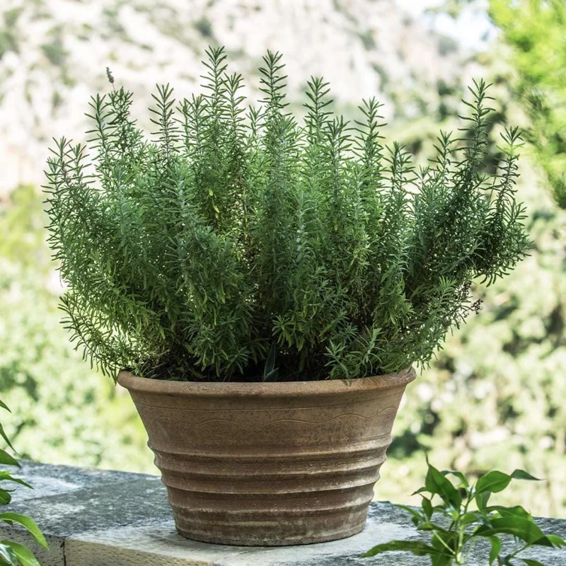 Tuscan Blue Rosemary Live Plants - Pack of 3, 5-8 Inches Tall - Culinary Herb - Image 3