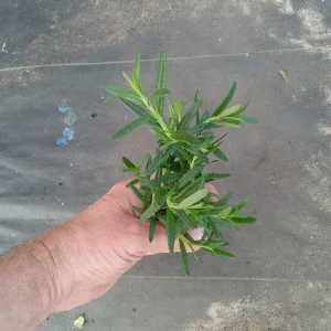 Tuscan Blue Rosemary Live Plants - Pack of 3, 5-8 Inches Tall - Culinary Herb - Image 4