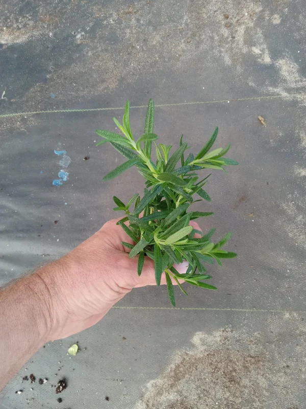 Tuscan Blue Rosemary Live Plants - Pack of 3, 5-8 Inches Tall - Culinary Herb - Image 4
